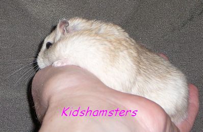 Törpehörcsög gyerek Kidshamsters